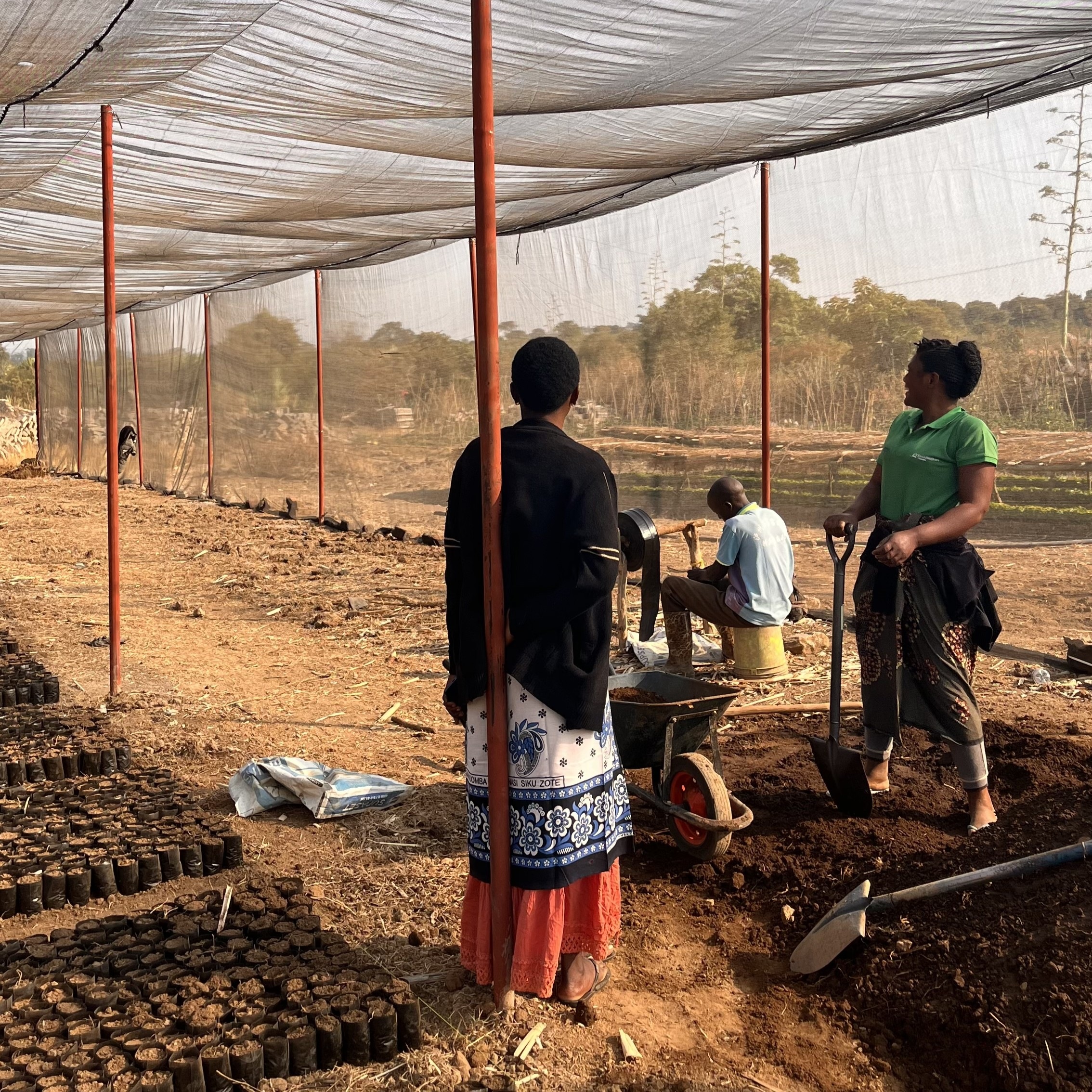 Tanzania Itumpi Washed(25/26年クロップ) | ORIGIN COUNTRIES for